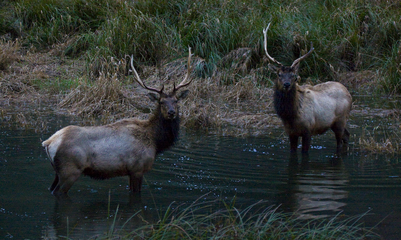 Elk In Creek